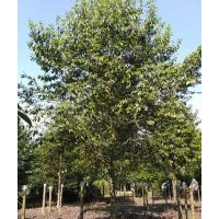 6-15精品樂昌含笑廠家直銷歡迎咨詢崇德園林樂昌含笑價(jià)格