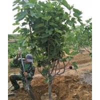 無花果樹，綠化用，黑松苗