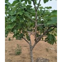 無花果樹 黑松苗