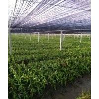 海南豐海富貴竹種植基地