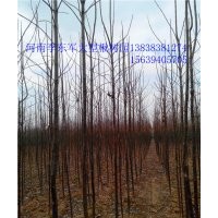 河南里最漂亮 大型楸樹基地