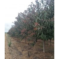 紅葉碧桃4-5-6-7公分