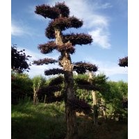 造型紅繼木 紅花繼樁 小葉女貞 欏木石楠