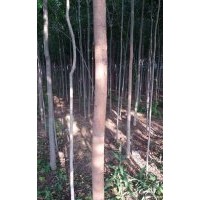 供應(yīng)原生白蠟米徑3-4-5-6-7-8公分