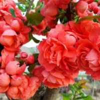 富貴王子海棠發(fā)展前景怎么樣