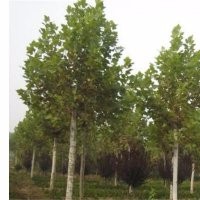 9公分速生白蠟價(jià)格