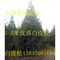 1.5米白皮松，2米白皮松，3米白皮松，4米白皮松價格