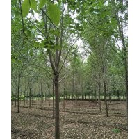 12-15公分白蠟樹(shù) 國(guó)槐 法桐