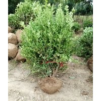 瓜子黃楊_瓜子黃楊球