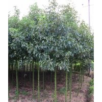 楓香_紅花繡球_斗球_香樟_香樟樹_樟樹