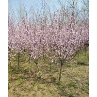 供應(yīng)垂梅_紅綠梅_榆葉梅_美人梅_珍珠梅_臘梅