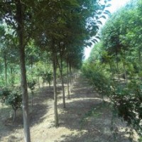 供應大葉女貞_高桿女貞