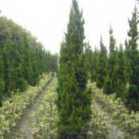 高度50公分龍柏價(jià)格10至20公分冠幅工程苗小龍柏價(jià)格