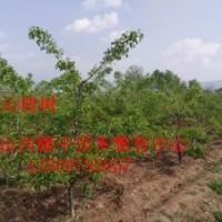 供應(yīng)5——20公分山楂樹