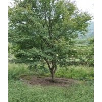 供應(yīng)大規(guī)格雞爪槭16公分18/22公分25公分