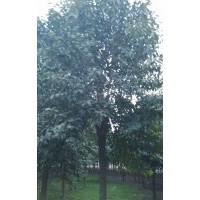 供應(yīng)大葉女貞