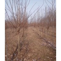 供應(yīng)紫薇樹