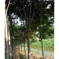 七葉樹，皂角樹，核桃樹，五角松