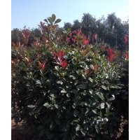 安徽肥西供海桐球、水臘球、紅葉石楠求、紅花繼木球、梔子花