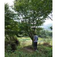 供20公分以上雞爪槭大規(guī)格羽毛楓羅漢松紅梅出售