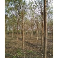 供應(yīng)信息國槐，白蠟，金葉白蠟，垂柳，欒樹，海棠