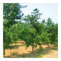 大規(guī)格羅漢松原苗與雞爪槭紅楓桂花櫻花出售