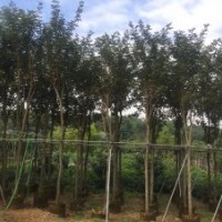 黃花風(fēng)鈴木