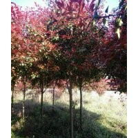 地徑6、7公分的高桿紅葉石楠