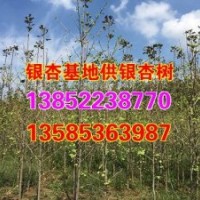 江蘇8公分銀杏樹苗、8公分銀杏樹苗、興隆銀杏(查看)