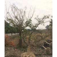 紅梅雞爪槭紅楓海棠羅漢松羽毛楓出售