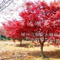 紅楓價格 南京紅楓基地 紅楓 美國紅楓價格