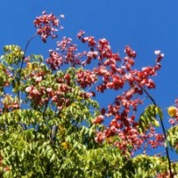 批發(fā)供應(yīng)實(shí)地生長(zhǎng) 欒樹 基地現(xiàn)場(chǎng)驗(yàn)貨-江蘇四春園林