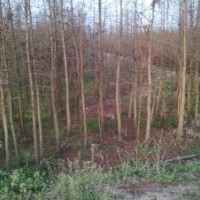 米徑4公分池杉苗，水田移栽苗，根系發(fā)達(dá)，成活率高，基地自產(chǎn)自