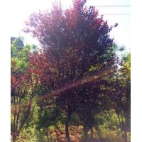 瀘州紅葉李|成都紅葉李|四川紅葉李|重慶紅葉李