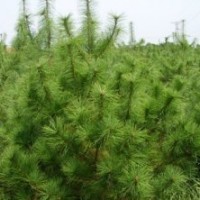 供應(yīng)油松、油松價(jià)格