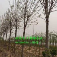 9公分國槐價(jià)格，9公分國槐樹