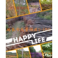 大量供應(yīng)泡桐樹(shù)苗