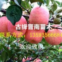 梨樹(shù)苗 葡萄苗 杏樹(shù)苗