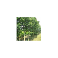 供應(yīng)廣玉蘭 南京廣玉蘭價(jià)格 廣玉蘭批發(fā)價(jià)格