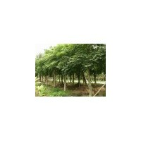 供應(yīng)無患子 南京無患子 無患子批發(fā)價格 無患子價格