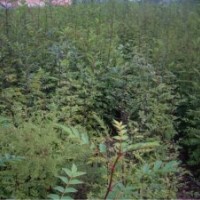 山西皂角苗皂角苗價(jià)格苗農(nóng)直銷