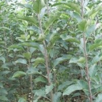 供應(yīng)海棠苗嫁接海棠苗海棠樹