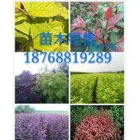 專供核桃苗，蘋果苗，梨樹苗，杏樹苗，桃苗，柿苗