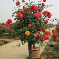 供應(yīng)月季樹3--10公分月季樹樹形月季 玫瑰樹