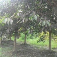 四川崇德園林黃葛樹基地 優(yōu)質(zhì)精品 批發(fā)價(jià)出售