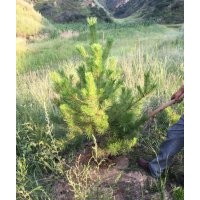 油松1米-1.5米定值30×30杯苗，土球苗