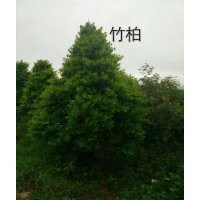 2-16公分木荷、楓香，2-18公分濕地松，竹栢