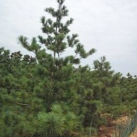 供應白皮松 北欒 儈柏