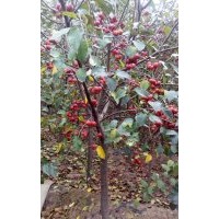 供應北京欒，107楊樹苗，低價處理2至3公分紫葉稠李