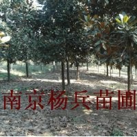 雪松廣玉蘭白玉蘭紅葉石楠